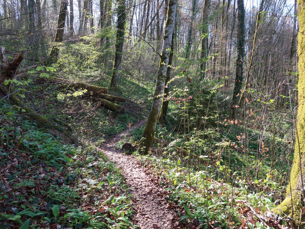 Pfad zwischen Bärlauch