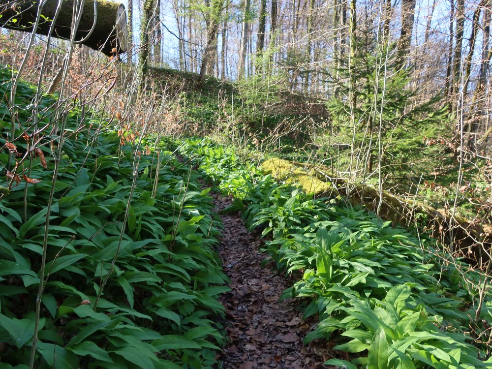 Pfad zwischen Bärlauch