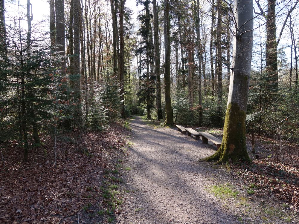 Waldweg