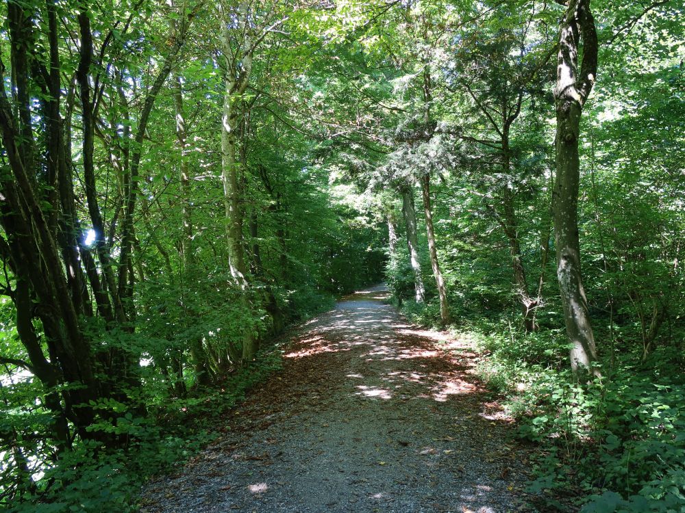 Waldlehrpfad Adlisberg